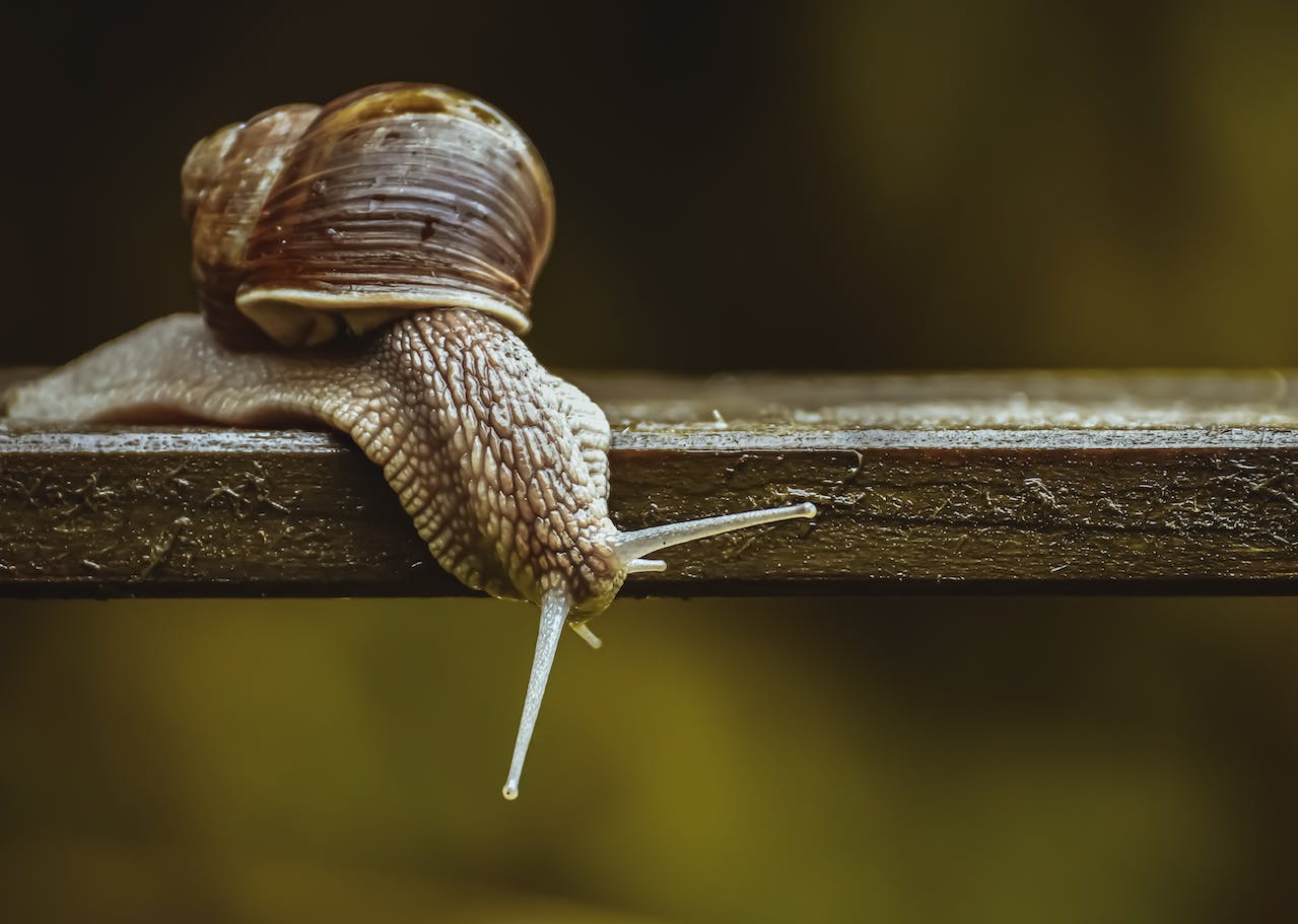 pexelsalexasfotos7071021 | Snail Steps | Snail Steps Snail